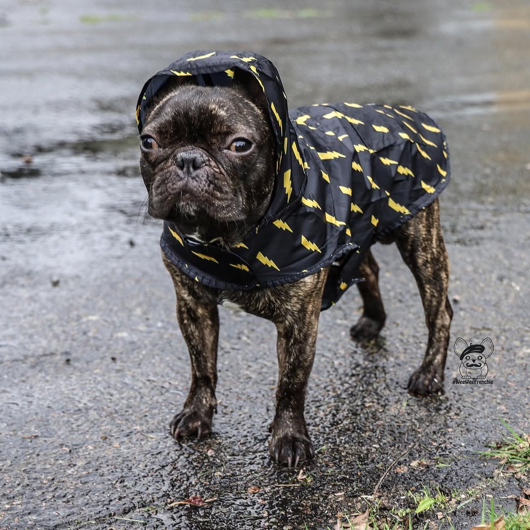 Pawgwarts Poncho - Southlake Paws