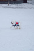 Load image into Gallery viewer, Sailor of My Heart Striped Turtleneck Sweater - Southlake Paws
