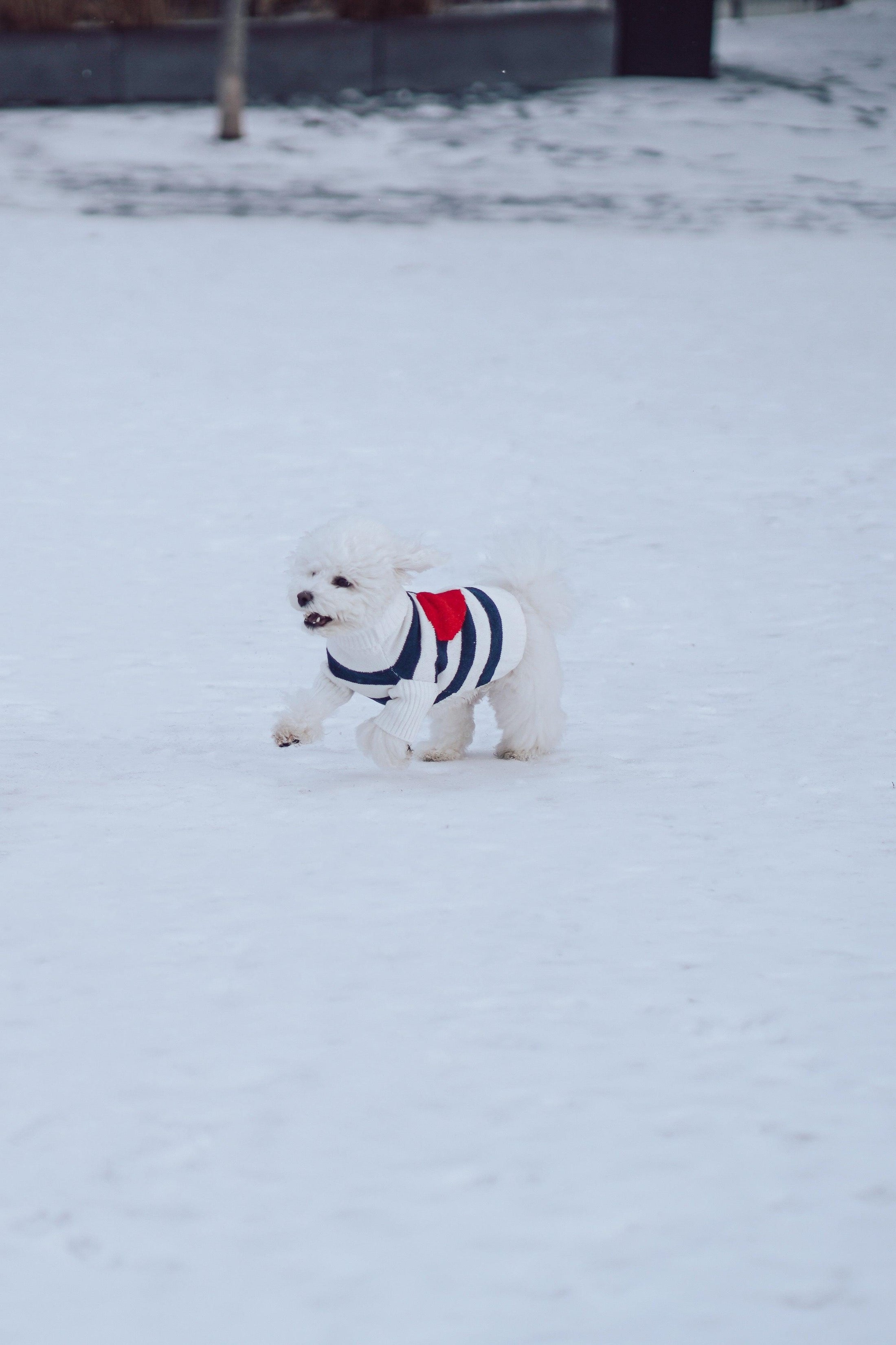 Sailor of My Heart Striped Turtleneck Sweater - Southlake Paws