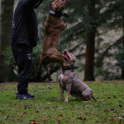 BESTIA DOG SPORT HANDLE COLLAR 