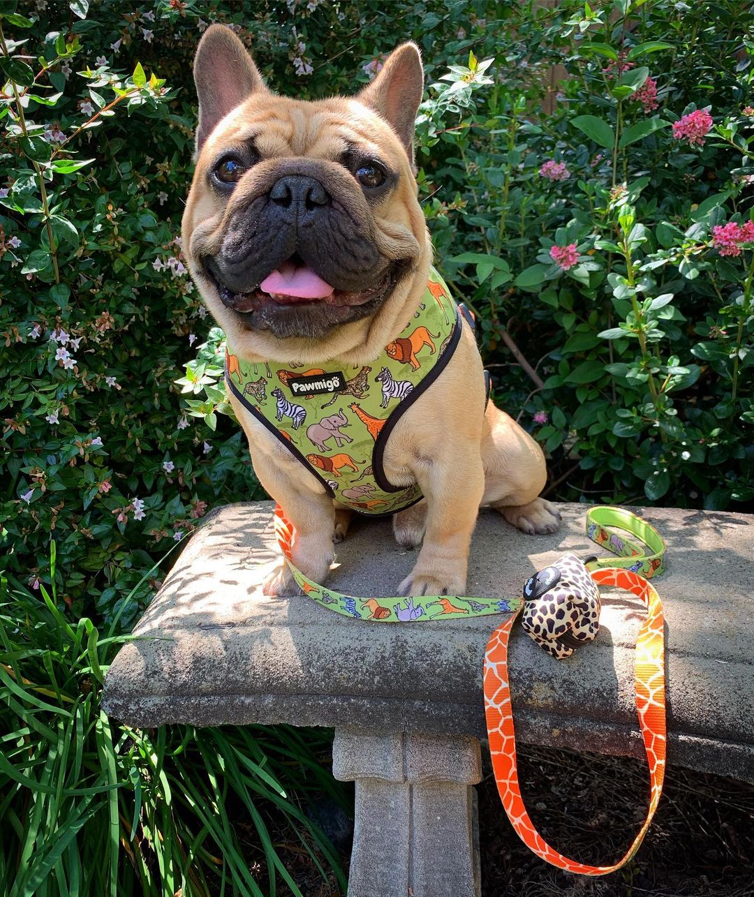 Wild Thing Reversible Harness - Southlake Paws