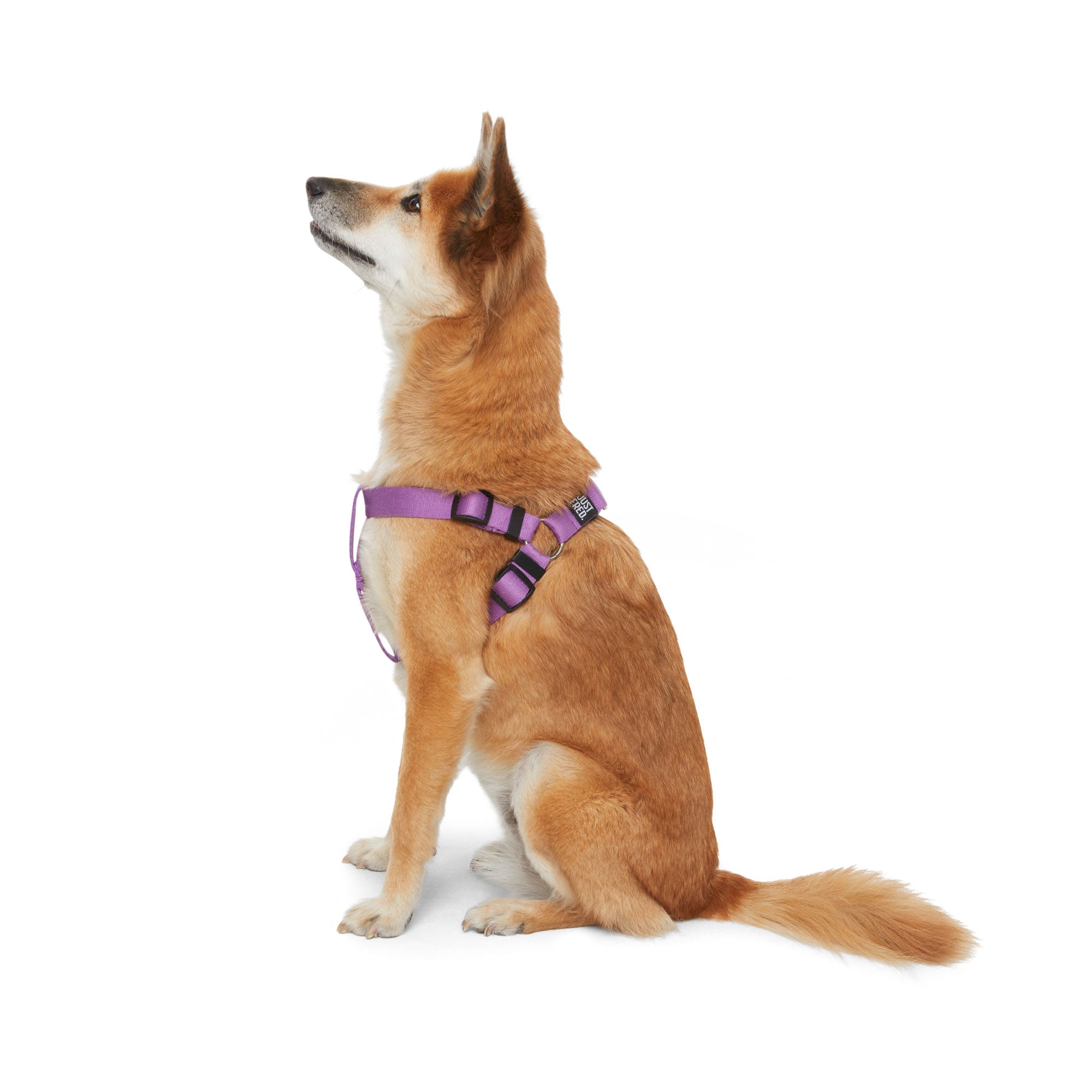 Step In Harness. 