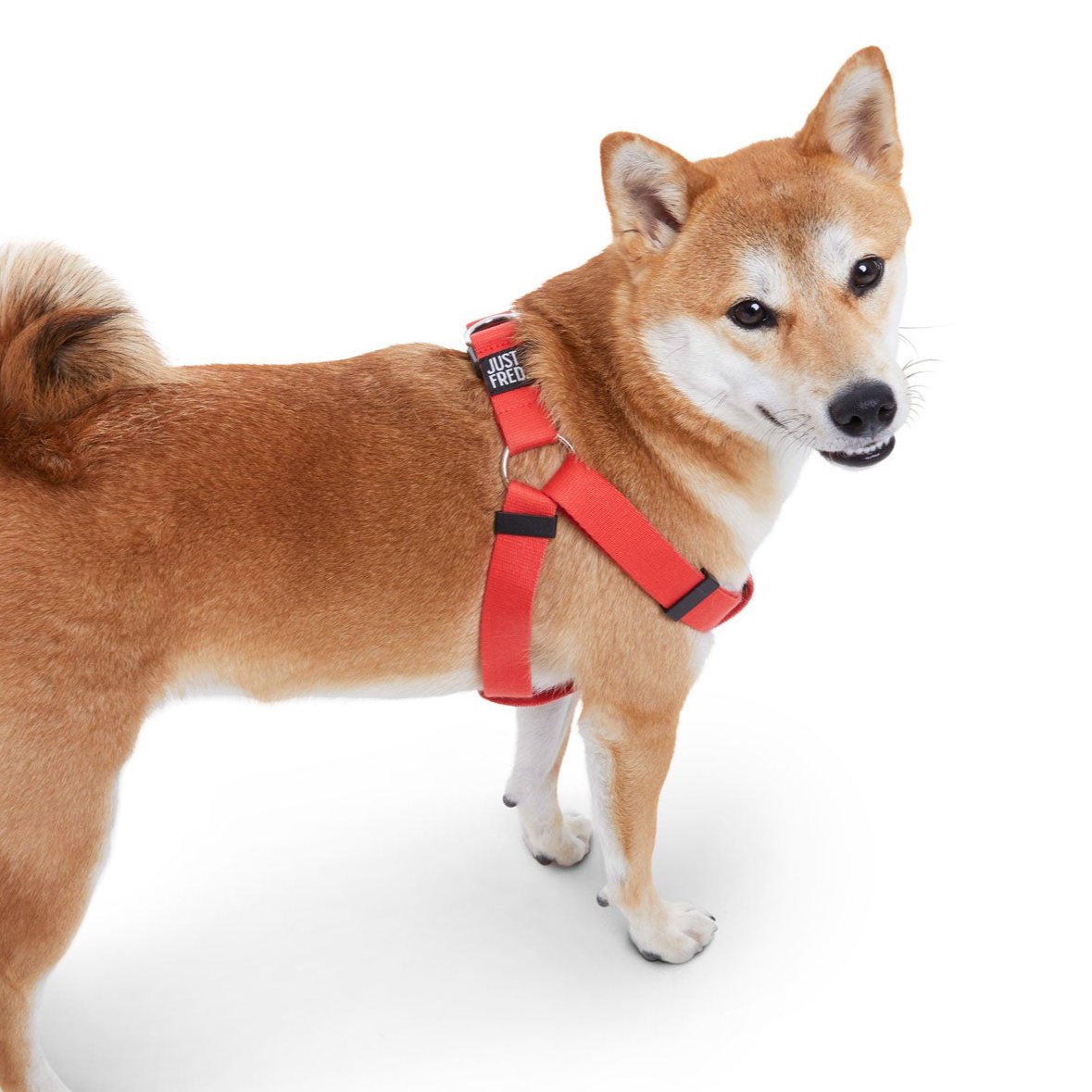 Step In Harness. 