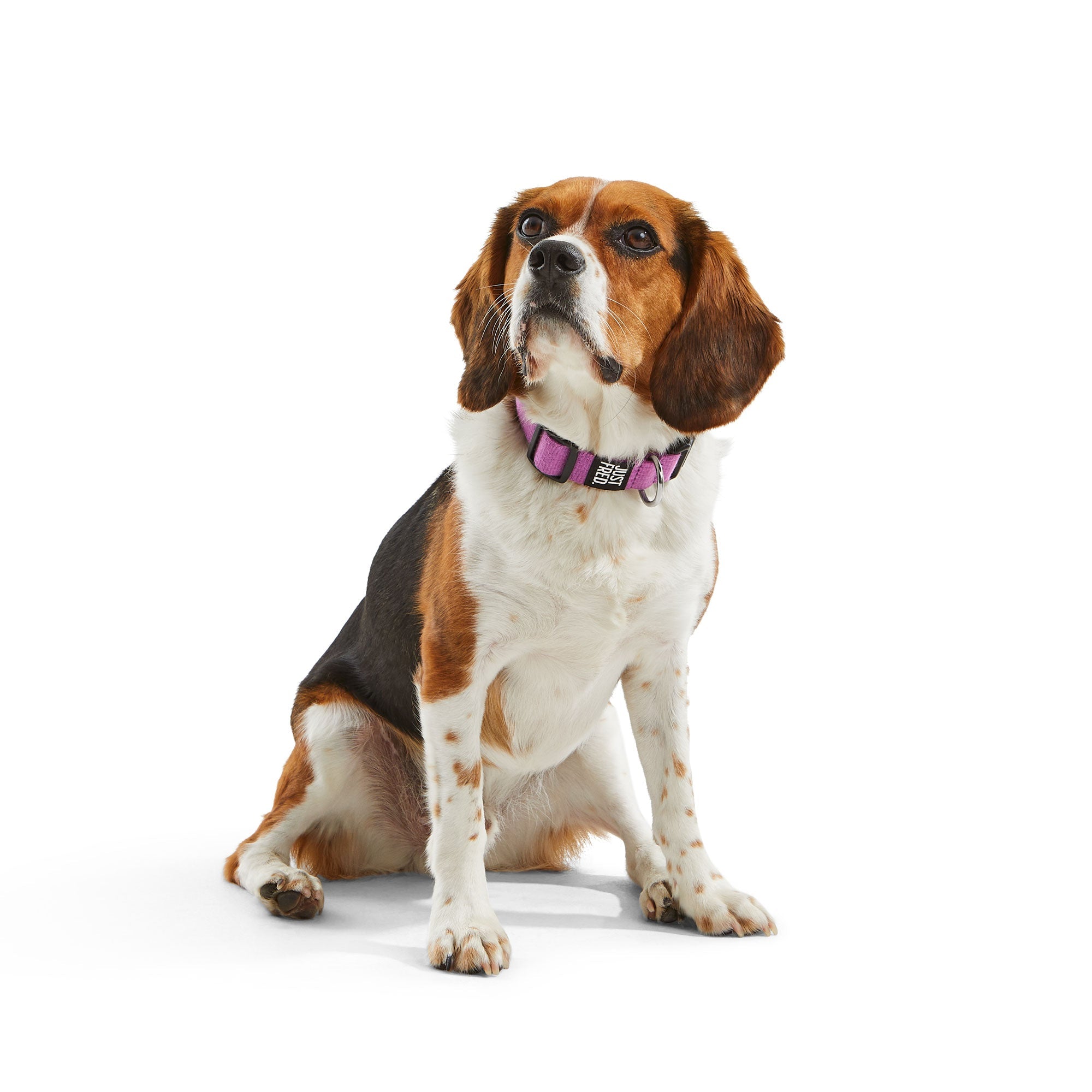 Dog Collar.