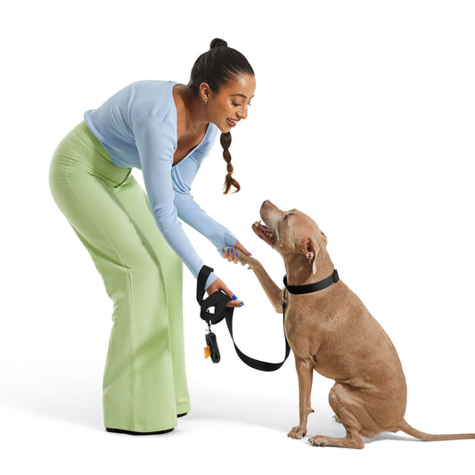 #2 Dog Collar Kit.