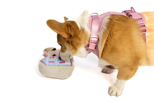Painted Ladies Nose Work Dog Toy - Southlake Paws