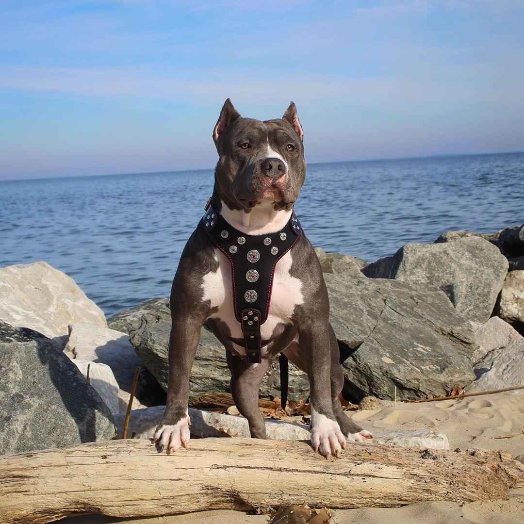 'Bijou'' harness Black & Red for big dogs
