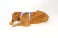 Load image into Gallery viewer, Croissant Nose Work Toy / Enrichment Toy - Southlake Paws
