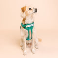 Load image into Gallery viewer, Parker Dog Harness
