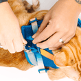 Load image into Gallery viewer, Atlas Cat Harness & Leash Set
