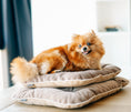 Load image into Gallery viewer, Tomas Pillow for Small Dogs - Southlake Paws
