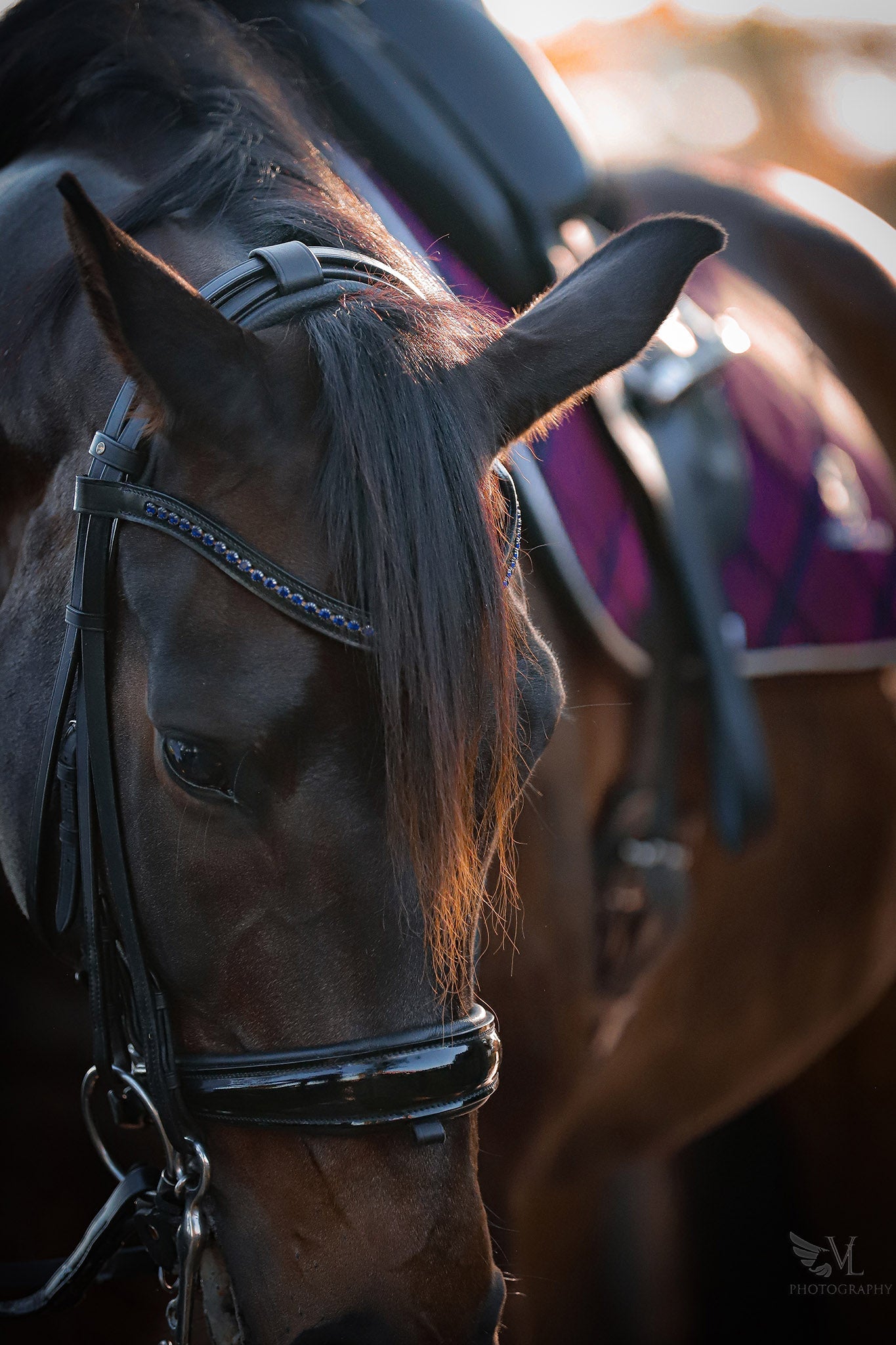 Ultraviolet Saddle Pad Set