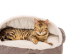 Load image into Gallery viewer, Cover Cat Bed - Southlake Paws

