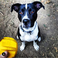 Load image into Gallery viewer, Gear eDispenser - Durable Rubber Yak Chew Holder & Treat Pocket | USA Made
