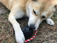 Load image into Gallery viewer, USA-K9 Skull Dog Chew Toy & Treat Dispenser - Made in USA | SodaPup

