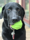 Load image into Gallery viewer, Bull Frog Dog Chew Toy & Treat Dispenser - USA Made | SodaPup
