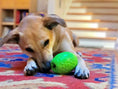Load image into Gallery viewer, Dinosaur Egg Dog Chew Toy & Treat Dispenser - USA Made | SodaPup

