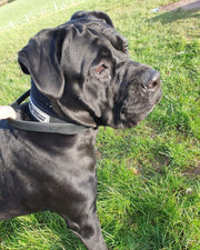 BESTIA DOG SPORT HANDLE COLLAR 