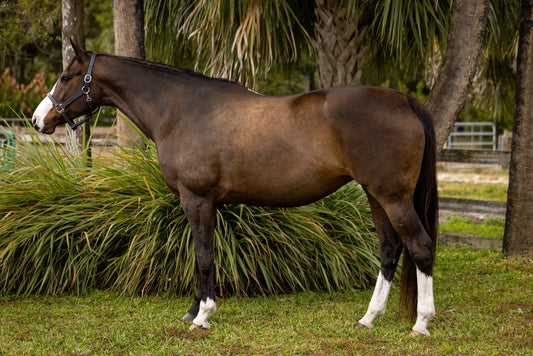 GHC Triple Stitch Halter