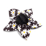 Black Lazy Daisy Flower