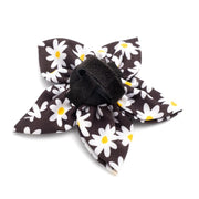 Black Lazy Daisy Flower