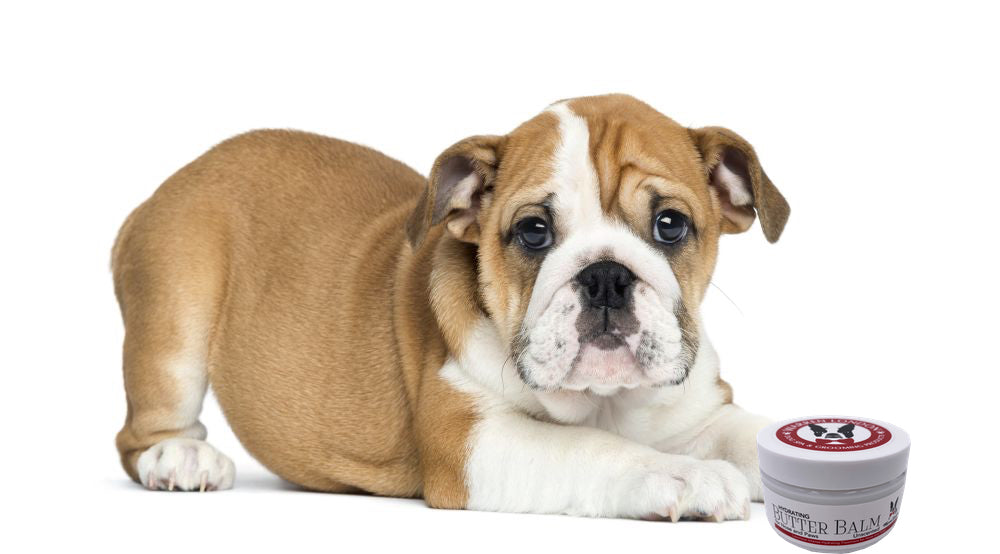Hydrating Butter Balm - For Nose and Paws 