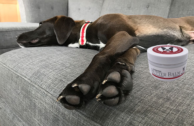 Hydrating Butter Balm - For Nose and Paws 