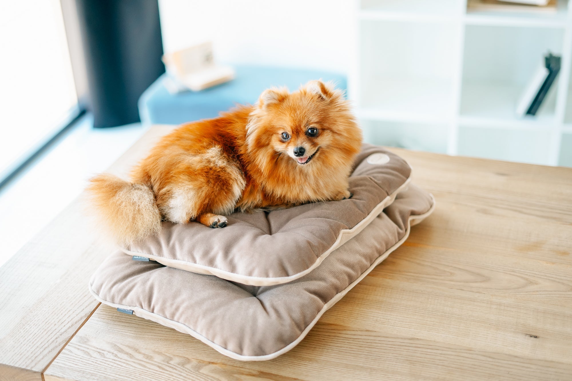 Tomas Pillow for Small Dogs - Southlake Paws