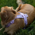 Load image into Gallery viewer, Lilac - Velvet Dog Harness
