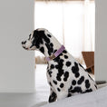 Load image into Gallery viewer, 'Lilac' - Velvet Dog Collar
