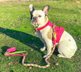 Load image into Gallery viewer, LEASH - CANDY SWIRL
