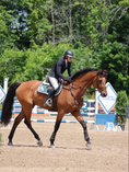 Load image into Gallery viewer, Jump Saddle Pad | Green- Black & White
