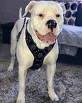 Load image into Gallery viewer, The "Maximus" Dogs and pets silver harness
