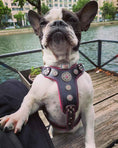 Load image into Gallery viewer, The ''Bijou'' harness Black & Pink Small to Medium Size
