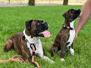 Adventure Style Collar and Leash SET