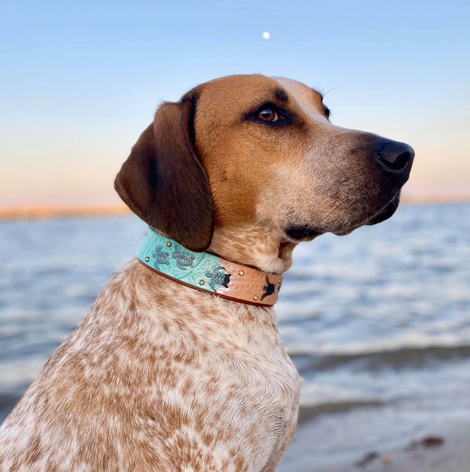 Sea Turtle Dog Collar - Southlake Paws