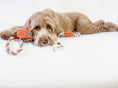Load image into Gallery viewer, LEASH - VIBRANT SUNSET
