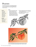 Load image into Gallery viewer, Jackie Shaw's Learn to Paint Fruits & Vegetables
