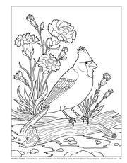 Birds at Home Coloring Book (Revised Edition)