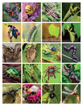 Load image into Gallery viewer, Super Cool Bugs and Spiders Coloring Book
