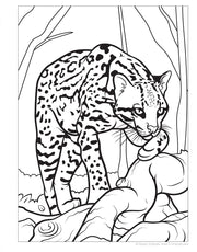Great Amazon & Rainforest Coloring Book (with stickers)