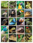 Load image into Gallery viewer, Great Amazon & Rainforest Coloring Book (with stickers)
