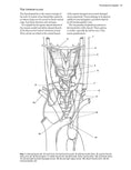 Load image into Gallery viewer, Complete Anatomy Coloring Book, Newly Revised and Updated Edition

