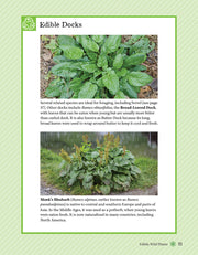 A Guide to Wild Food Foraging