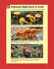 A Guide to Wild Food Foraging