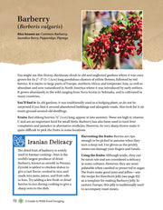 A Guide to Wild Food Foraging