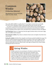 A Guide to Wild Food Foraging