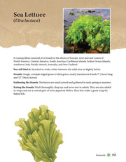 A Guide to Wild Food Foraging