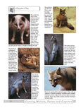 Load image into Gallery viewer, Carving Wolves, Foxes & Coyotes
