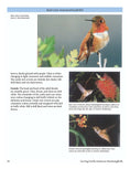 Load image into Gallery viewer, Carving North American Hummingbirds & Their Habitat
